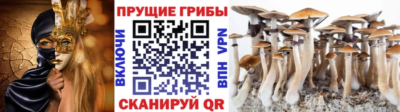 Купить где  Белоозёрский  Галлюциногенные грибы MAGIC MUSHROOMS 